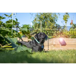 Garden and Pet Protection Kit