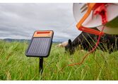 G351 S60Li Cattle grazing behind portable fence