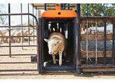 Sheep Auto Drafter 2