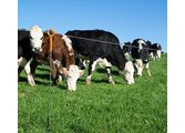 SITECORE-Ring Top Post with Cattle (7)