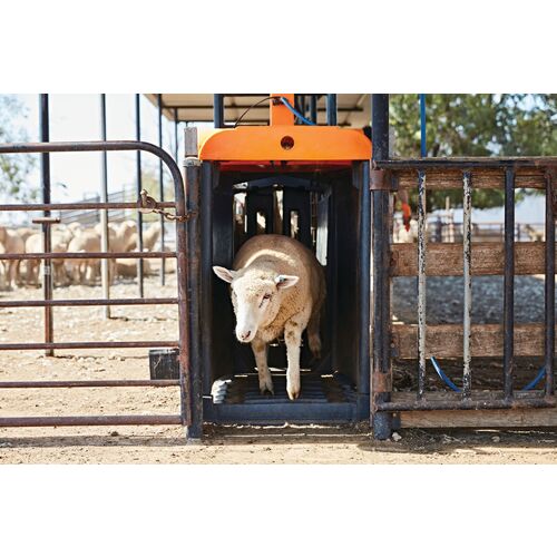 Sheep Auto Drafter 2