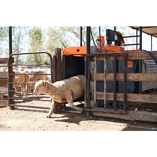 Sheep Auto Drafter 4