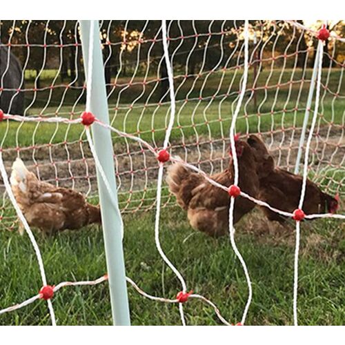 poultry_netting_with_hens